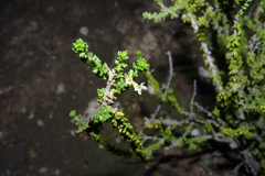 Acantholippia seriphioides