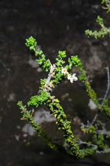 Acantholippia seriphioides