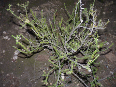 Acantholippia seriphioides