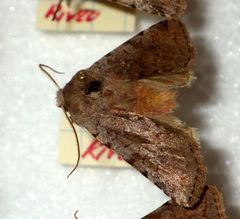 Cerastis rubricosa