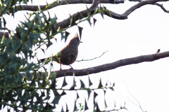 Rhinocrypta lanceolata