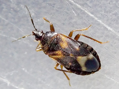 Lyctocoris