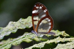Oleria vicina