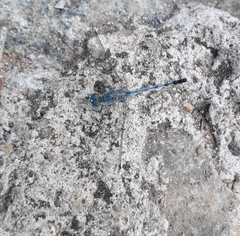 Diplacodes trivialis