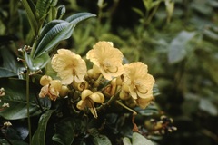 Senna latifolia