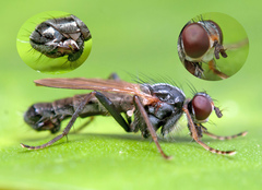 Cordilura