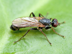 Cordilura