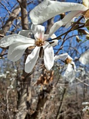 Magnolia denudata