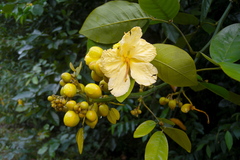 Senna latifolia