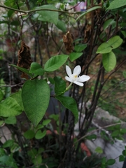 Apocynoideae