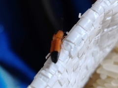 Insecta