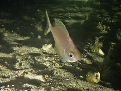 Parequula melbournensis