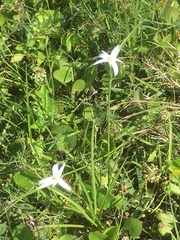 Rhynchospora latifolia