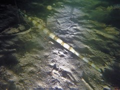 Fistularia commersonii