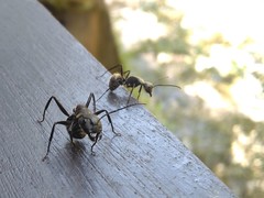 Camponotus formosensis