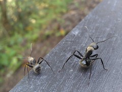 Camponotus formosensis