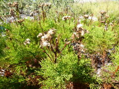 Senecio foeniculoides