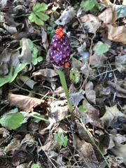 Arisaema amurense