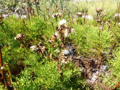 Senecio foeniculoides