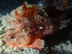 Scorpaena sumptuosa