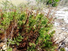Senecio foeniculoides