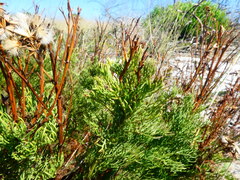 Senecio foeniculoides