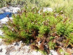 Senecio foeniculoides