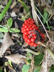 Arisaema amurense