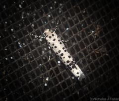 Yponomeuta pustulellus