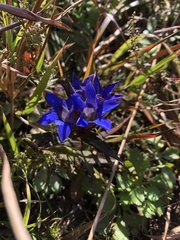 Gentiana scabra