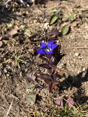 Gentiana scabra
