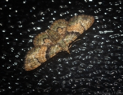 Gymnoscelis derogata