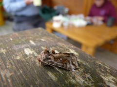 Autographa jota