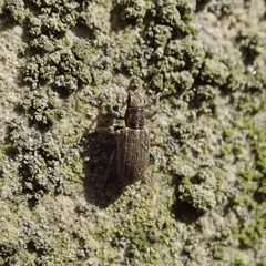 Sitona lineatus
