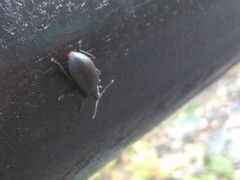 Cerogria klapperichi