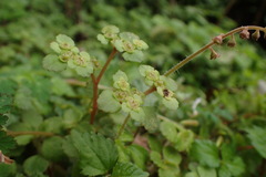 Chrysosplenium formosanum