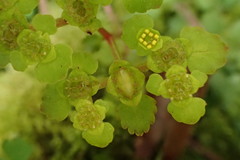 Chrysosplenium formosanum