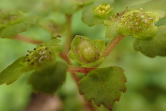 Chrysosplenium formosanum