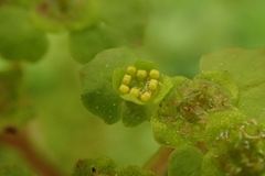 Chrysosplenium formosanum