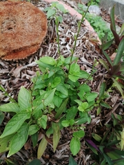 Ocimum basilicum