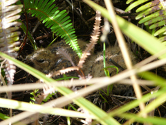 Caprimulgus manillensis