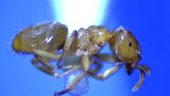 Lasius brevicornis