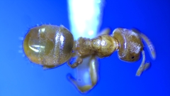 Lasius brevicornis