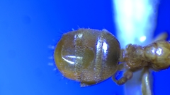 Lasius brevicornis