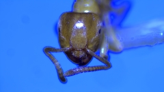 Lasius brevicornis