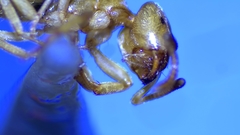 Lasius brevicornis