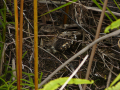 Caprimulgus manillensis
