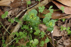 Chrysosplenium japonicum