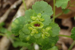 Chrysosplenium japonicum