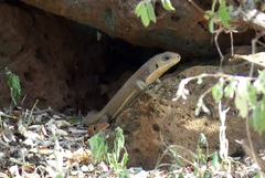 Broadleysaurus major